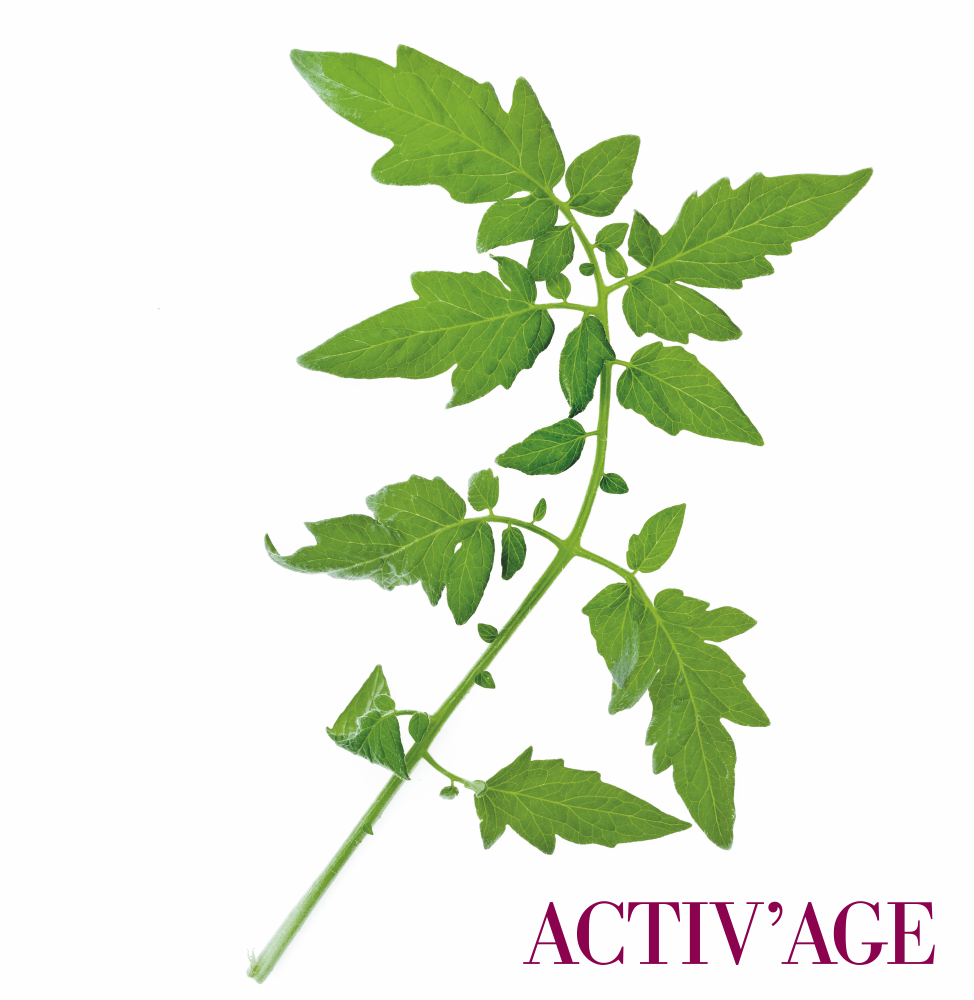 Kmenové buňky z rajčete